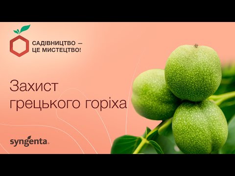 Видео: Захист грецького горіха