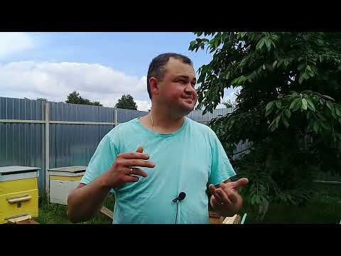 Видео: 🔴Что делать если потравили пчел? Мой опыт. Итоги после потравы пчел