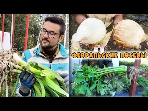 Видео: «ДЕНЬ СУРКА» Опять посев лука и сельдерея! Ну, сколько можно :))