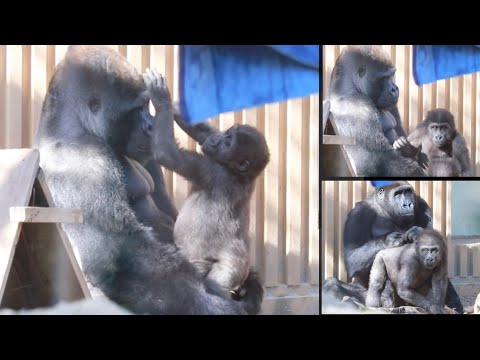 Видео: Горилла⭐️Отцовская привязанность. Видео лучших моментов Момотаро и Кинтаро. 【Семья Момотаро】