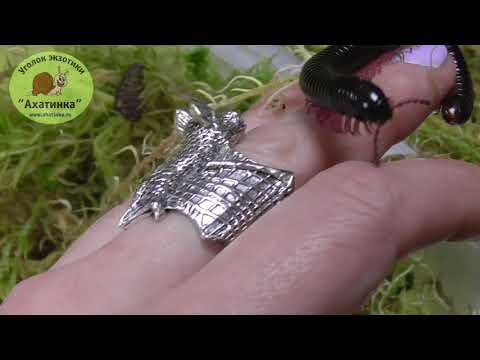 Видео: Кивсяки, мокрицы и всё для их содержания в уголке экзотики "Ахатинка"