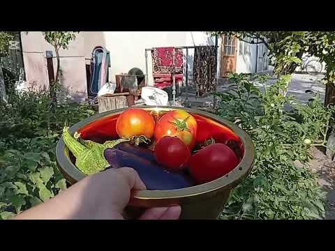 Видео: #Менің демалыс күнім осылай өтеді #ауыл тіршілігі, отбасы, бақша 🍅🥒🫑#vlog #влог #менің күнім #