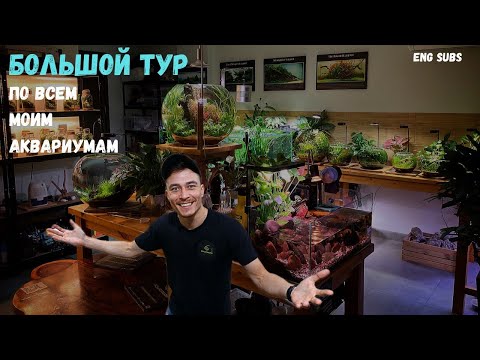 Видео: БОЛЬШОЙ ТУР ПО ВСЕМ МОИМ АКВАРИУМАМ! | BIG TOUR OF ALL MY AQUARIUMS!