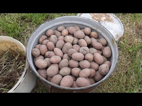 Видео: Сохранение посевного картофеля на дачном участке