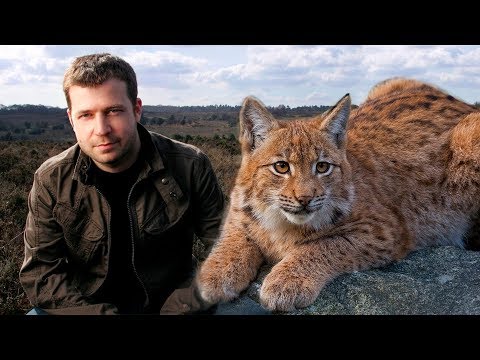 Видео: Дальнобойщик подобрал РЫСЬ на обочине и не пожалел об этом. Хищник отплатил сполна
