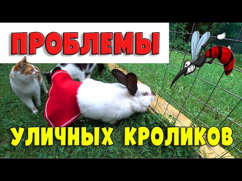 Видео: ПРОБЛЕМЫ УЛИЧНОГО СОДЕРЖАНИЯ КРОЛИКОВ