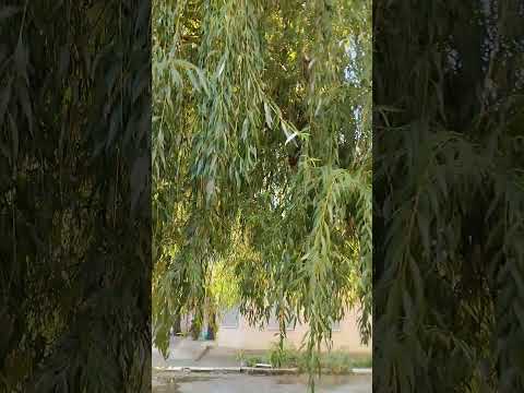 Видео: Поникающая огромная Ива