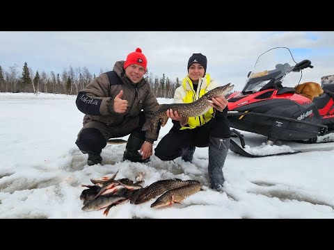 Видео: РЫБАЛКА НА ТАЕЖНОМ ОЗЕРЕ. ЛОВИМ ХИЩНИКА НА ЖЕРЛИЦЫ.
