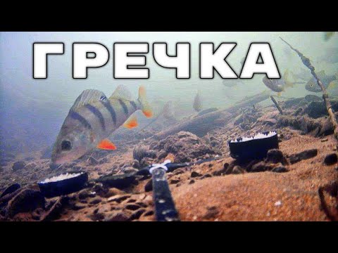 Видео: ГРЕЧКА против ОВСА - Кто победит?! Подводная съемка