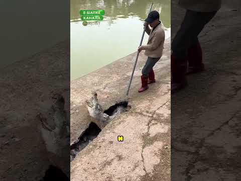 Видео: Этот человек спас жизнь крокодилу 👏