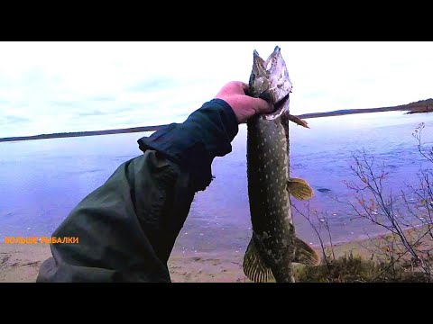 Видео: ЩУКА осенью. ГДЕ и на ЧТО ловить. Не ЗАПРЕТНОЕ место.