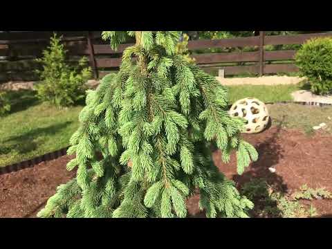 Видео: Мои ценные меха3- молодые приросты у ёлок