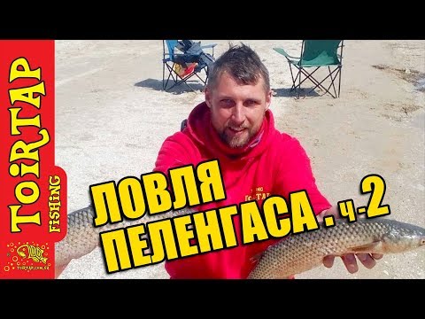 Видео: Подготовка снастей для ловли пеленгаса.  Хитрости местных рыболовов.