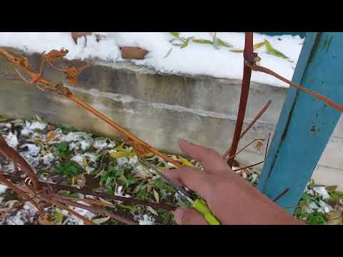 Видео: Обрезка винограда. Свердловская область. Верхняя Салда.