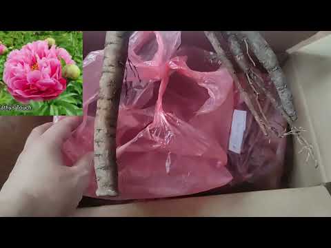 Видео: Посилка, на яку чекала рік. Огляд коренів півоній з колектив. замовлення