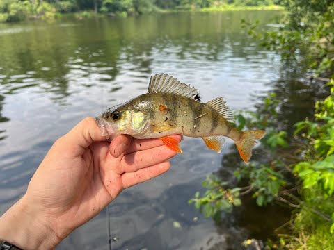Видео: На мене напала білочка. Тут рибою аж кишить  #azura #fishing #спінінг #daiwa #fishinglife #fish