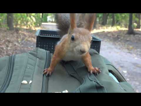 Видео: Немного о молодых белках / A little bit about young squirrels