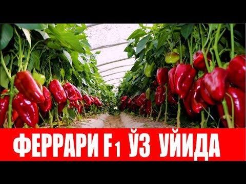 Видео: Кўпроқ даромад қилишни истаган деҳқонларимиз албатта Феррари F1 ни экади (Pepper Ferrari F1-Sakata)