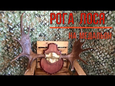Видео: РОГА ЛОСЯ НА МЕДАЛЬОН