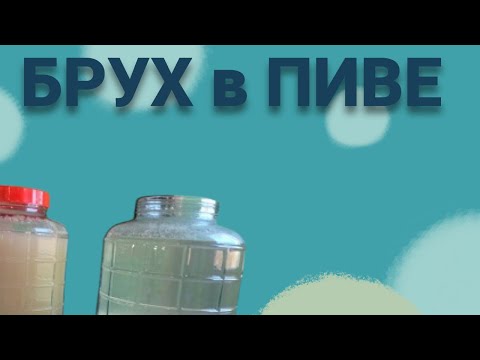 Видео: Пивной брух в домашнем пивоварении.Друг или враг?Эксперимент ла лагерном сусле!Ремейк!