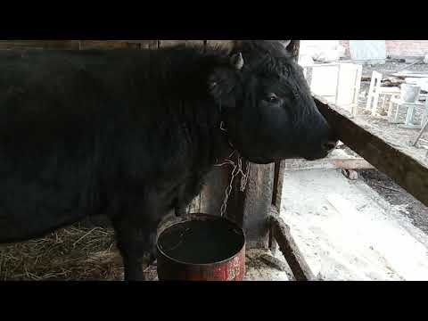 Видео: №46 Самый большой бык на сдачу. Реконструкция откормочника часть 1