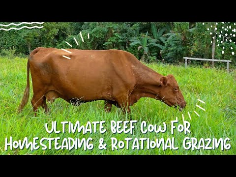 Видео: Коровы породы «Южный Полл»: самый экономически выгодный выбор для регенеративной говядины