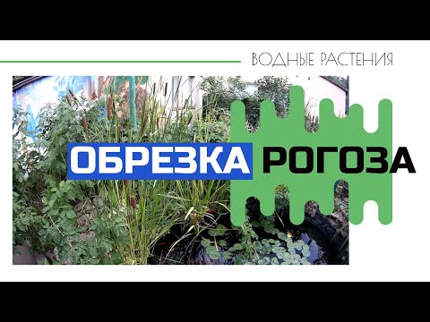 Видео: Уход за водными растениями весной.Обрезка рогоза широколистного.