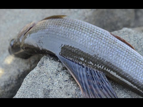 Видео: Наконец-то кабаны! Рыбалка с ночевкой на Енисее на хариуса! Шикарный клев хариуса осенью! (ЧАСТЬ1)