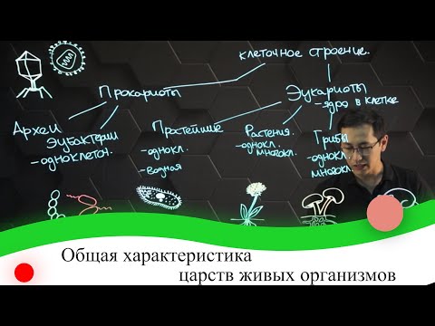 Видео: Общая характеристика царств живых организмов. 7 класс.