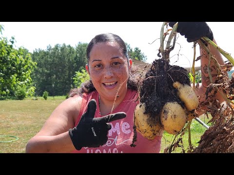 Видео: Урожай картофеля 2024 | Уборка картофеля на грядках