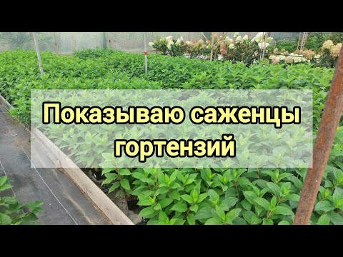 Видео: Принимаю заказы на саженцы гортензий