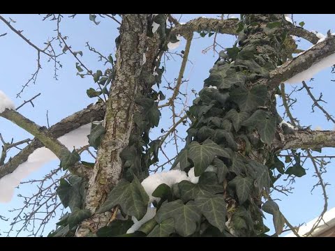 Видео: 10.02.2021. Плющ (hedera helix) после -27, очень морозный день.