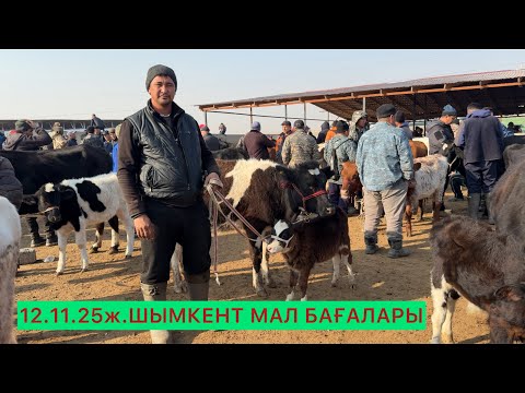 Видео: Шымкент мал бағасы 12.11.25ж.
