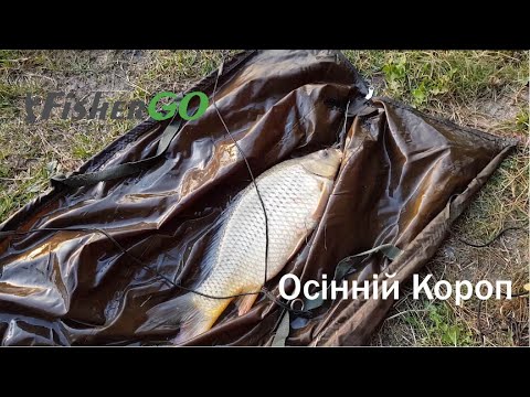 Видео: Ловля коропа восени. Осінній Короп. Озеро Михайлина.