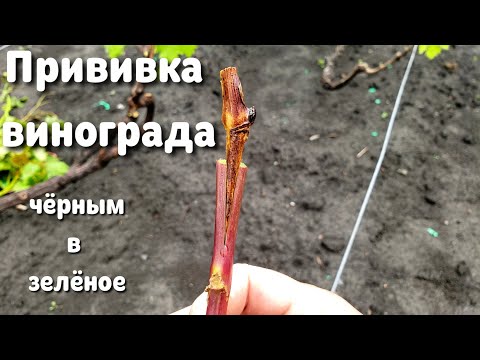 Видео: Прививка винограда. Как привить легко? Весенняя прививка винограда