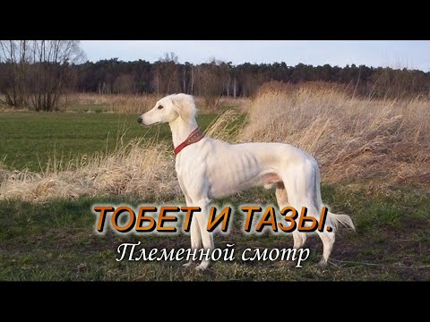 Видео: Тобет и Тазы. Племенной смотр. 15.12. 2024г.