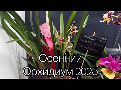 Видео: 🔥 Орхидеи мечты | Орхидиум 2025 в Москве | Главная выставка орхидей года! | Вдохновение для людей 🥰