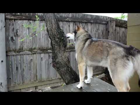 Видео: НАШ " МАЛЬЧИК" ГОРЕЦ ВОЗЛЕ БАНИ КУСАЕТ ВЕТКИ и ГРЫЗЁТ ДЕРЕВО 11.06.2025 год. ЭТО ТОТ САМЫЙ НАШ ХАСКИ