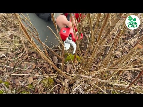 Видео: Нужно ли обрезать жимолость?