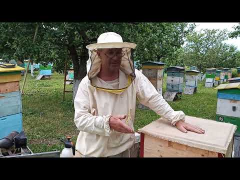 Видео: Пчеловодство №86 Селекция пчел. Моя селекция.