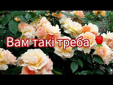 Видео: Троянди- чемпіони по здоров'ю🌹Осінь 2025🍁