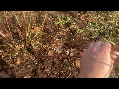 Видео: Плодовые и вегетативные почки на Голубике, как отличить?