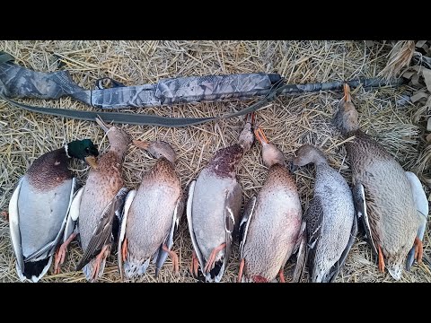 Видео: Лучшие налеты 2025 или охота в тапочках. Охота на уток в чистом поле. Охота 2025. Охота на крякву