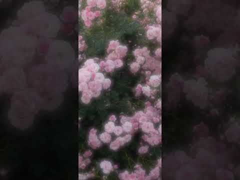 Видео: Miravi- Белый флаг speed up