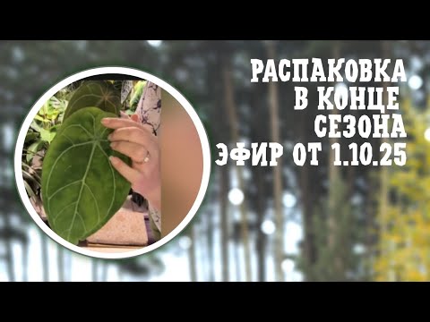 Видео: РАСПАКОВКА В КОНЦЕ СЕЗОНА. ЭФИР ОТ 01-10-2025
