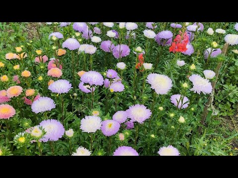Видео: Астра- бабушкин цветок?