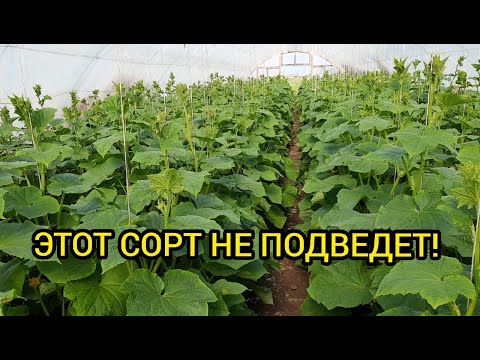 Видео: Лучший гибрид огурца для тепличного бизнеса!