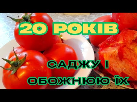 Видео: Від яких СОРТІВ ПОМІДОРІВ🍅 🍅 НІКОЛИ НЕ  ВІДМОВЛЮСЬ🥰