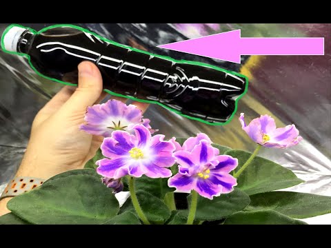 Видео: ВСЕ БОЛЕЗНИ ФИАЛКИ УЙДУТ ОТ ЭТОГО РАСТВОРА! ОТ НЕДУГОВ КОРНЕВОЙ СИСТЕМЫ И  ХОРОШЕГО РОСТА ФИТОСПОРИН