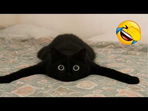 Видео: Самый смешной клип про кошек и собак 2025 года😼🐶Попробуйте не смеяться😜 #202